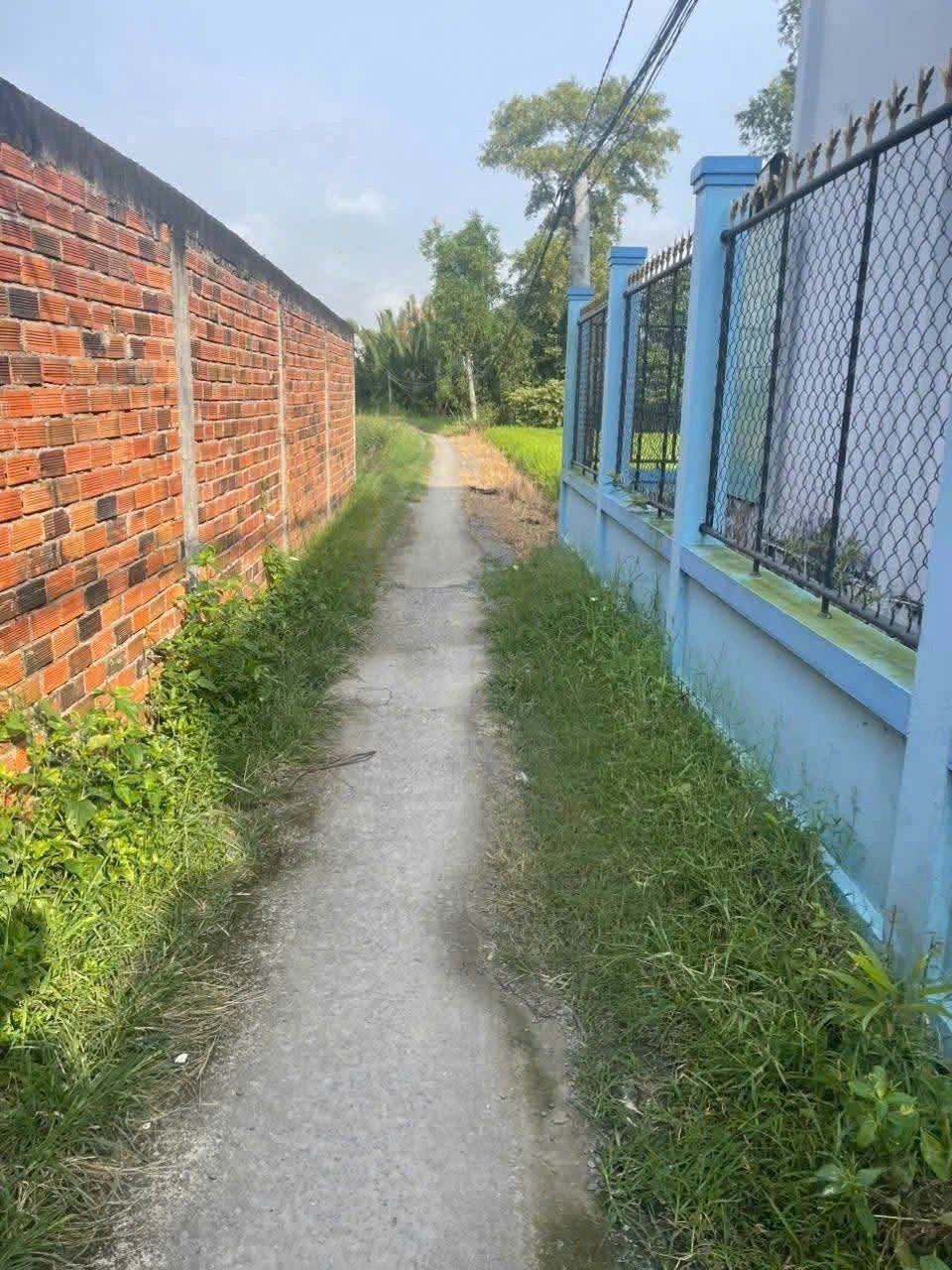 Bán 1000m2 đất lúa khu vực chuyển thổ , thích hợp phân lô xã Phước Tuy, Cần Đước giá chốt 1,3 tỷ 5