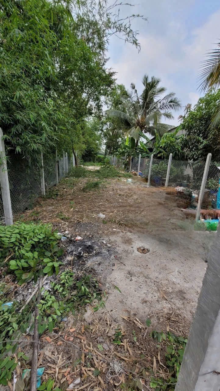 Bán đất thổ cư thị trấn Hậu Nghĩa , Đức Hòa cách tl 825 550m , dt 232,8m2 giá 1,55 tỷ 3