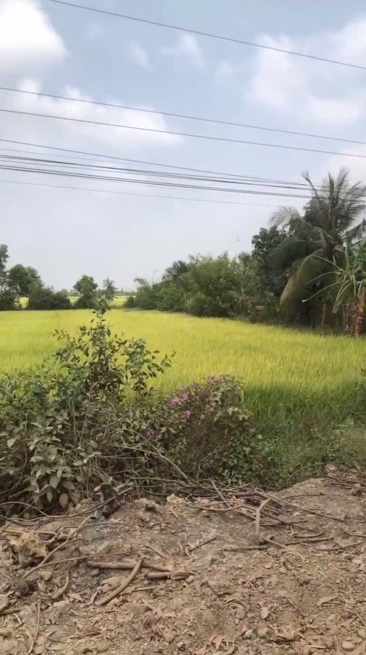 Bán đất lúa mặt tiền tỉnh lộ 820, xã Tân Phú , Đức Hòa giá giảm còn 5,5 tỷ 2