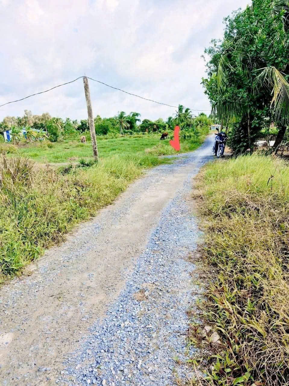 Bán 2 lô đất thổ cư ấp 8, xã Nhựt Chánh, Bến Lức dt 125,8m2 ( 500 triệu ) + 134,2m2 ( 550 triệu) 8