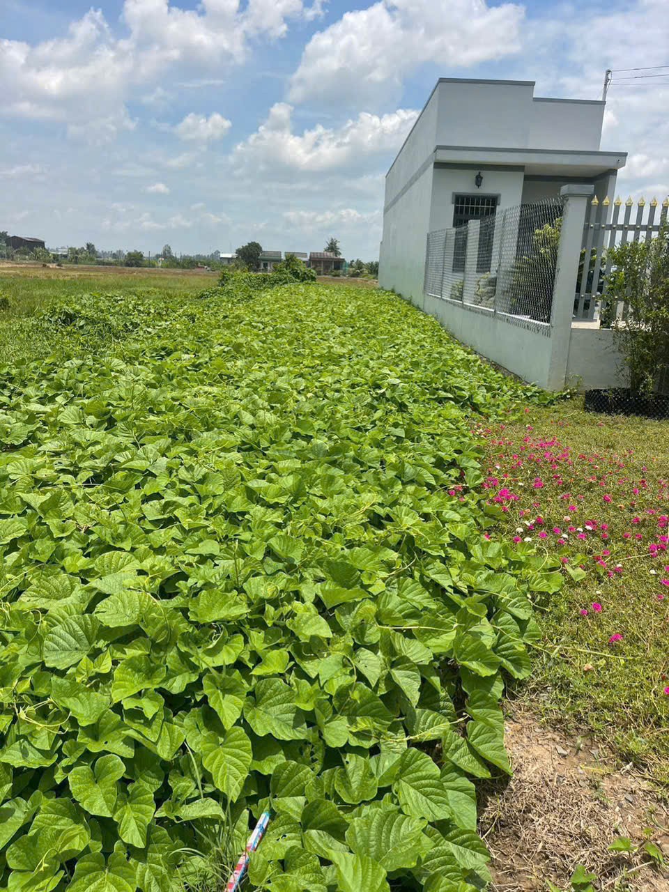 Bán nền thổ cư mặt tiền  tỉnh lộ 833B , xã Lạc Tấn, Tân Trụ dt 200m2 giá 1,7 tỷ 4