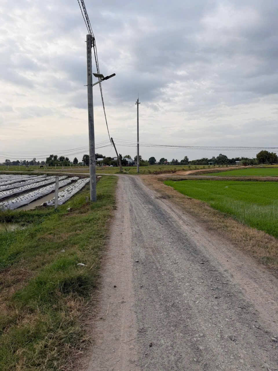 Bán đất thổ cư đường đá xanh ở xã Bình Hòa Bắc , Đức Huệ dt 800m2 giá 1,35 tỷ