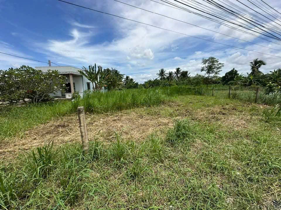 Bán 2 nền thổ cư mt đường Cao Thị Mai , xã Bình Trinh Đông , Tân Trụ ,giá 1,55 tỷ / nền 2